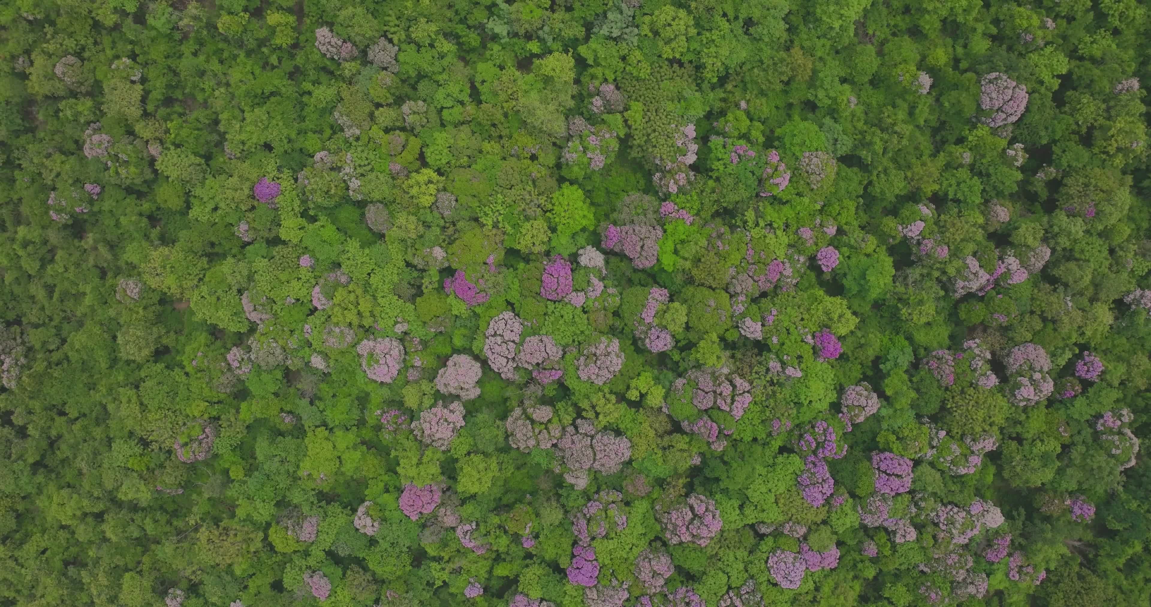 Aerial View of Vibrant Green Forest Canopy Free Stock Video Footage ...