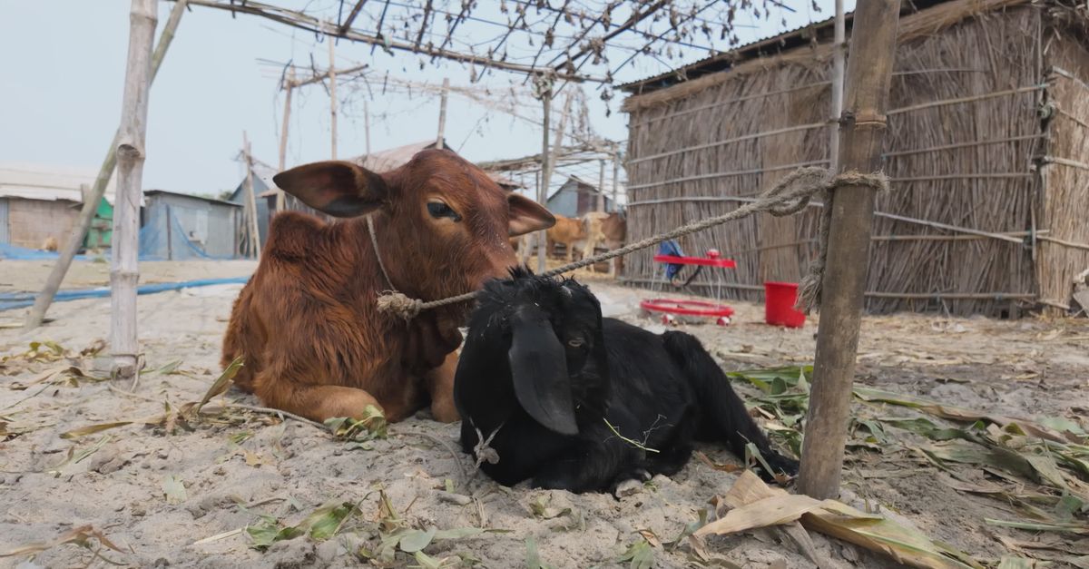 Rural Livelihood: Livestock Rearing in Char Areas Free Stock Video ...