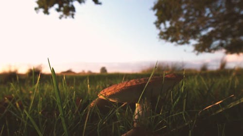 Wild Mushrooms Grows In The Ground With Wild Grass