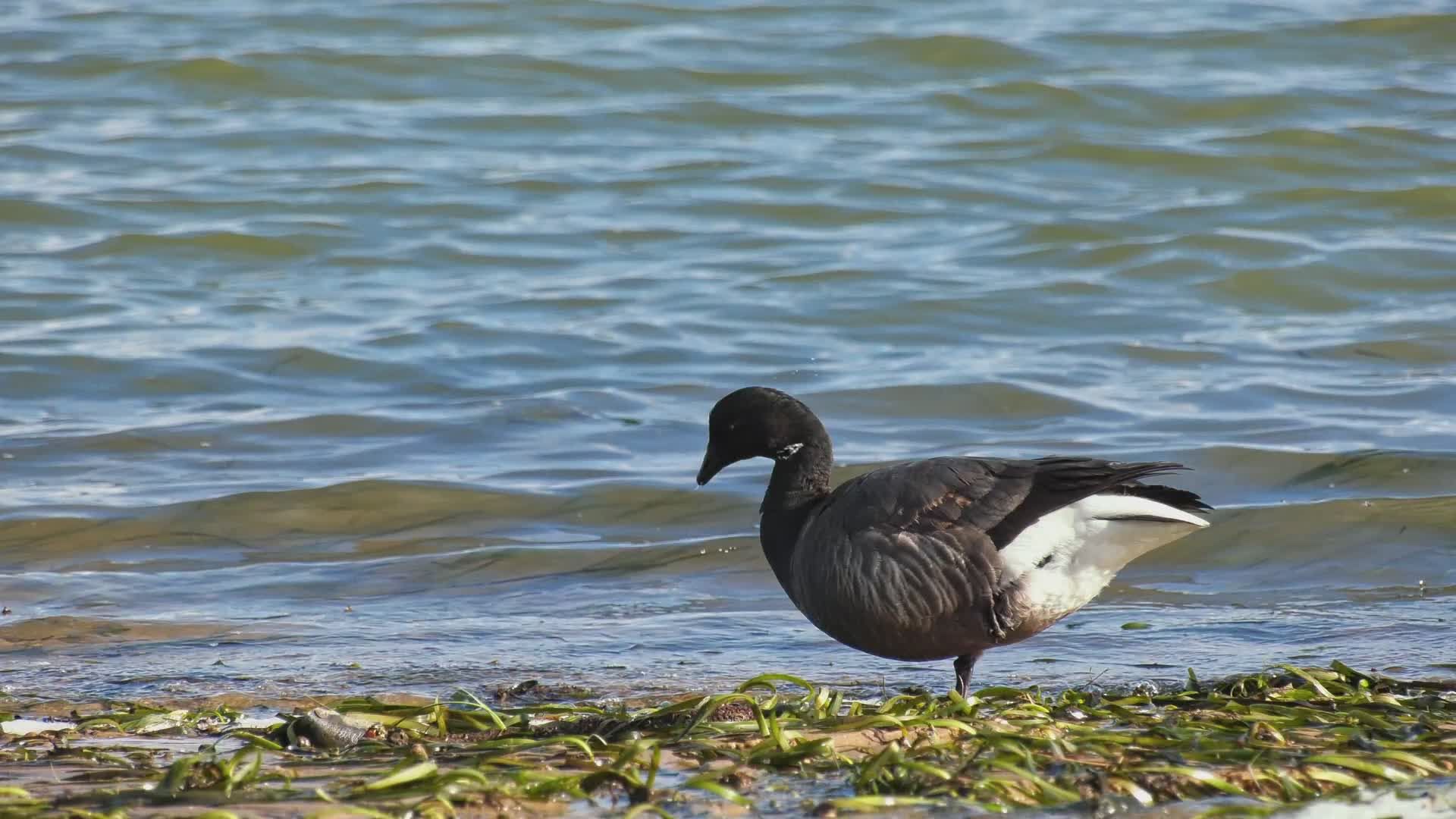 Wild Geese Foraging by Ocean Shoreline Free Stock Video Footage ...