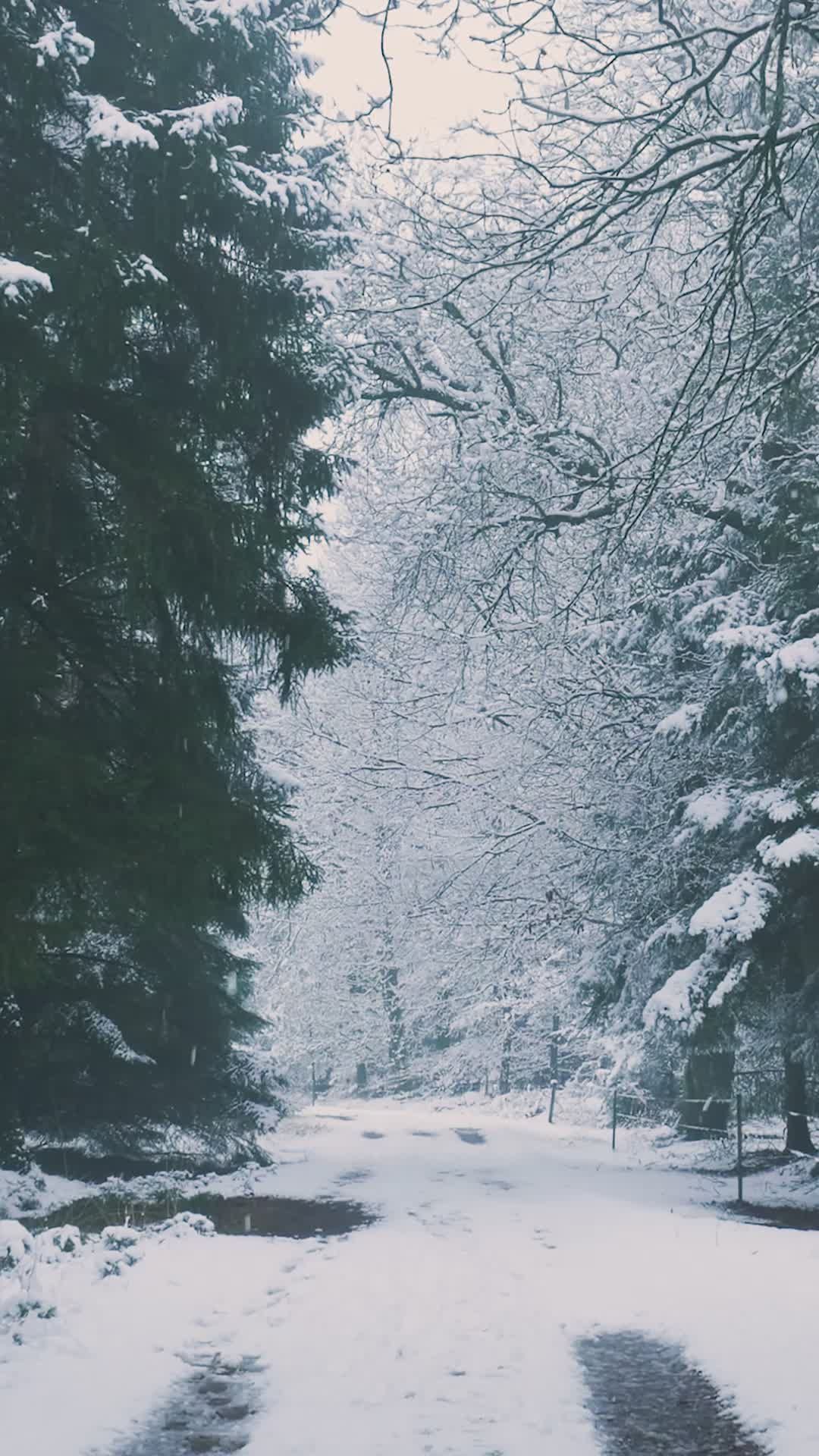 Snowy Forest Path in Winter Wonderland Free Stock Video Footage ...