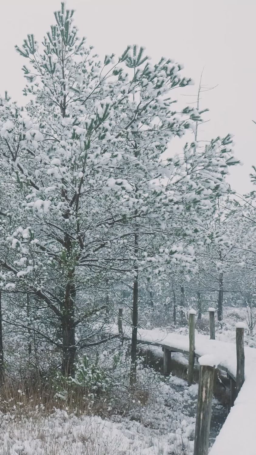 Snowy Scenic Winter Landscape with Forest Path Free Stock Video Footage ...