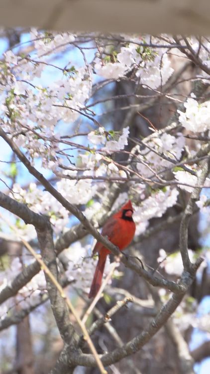 Vibrant Cardinal Amidst Spring Blossoms Free Stock Video Footage ...