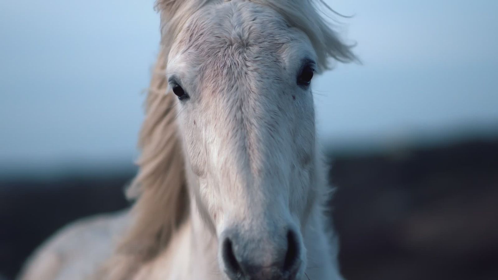 Hard+Horse+Riding+Ladies Videos, Download The BEST Free 4k Stock Video ...