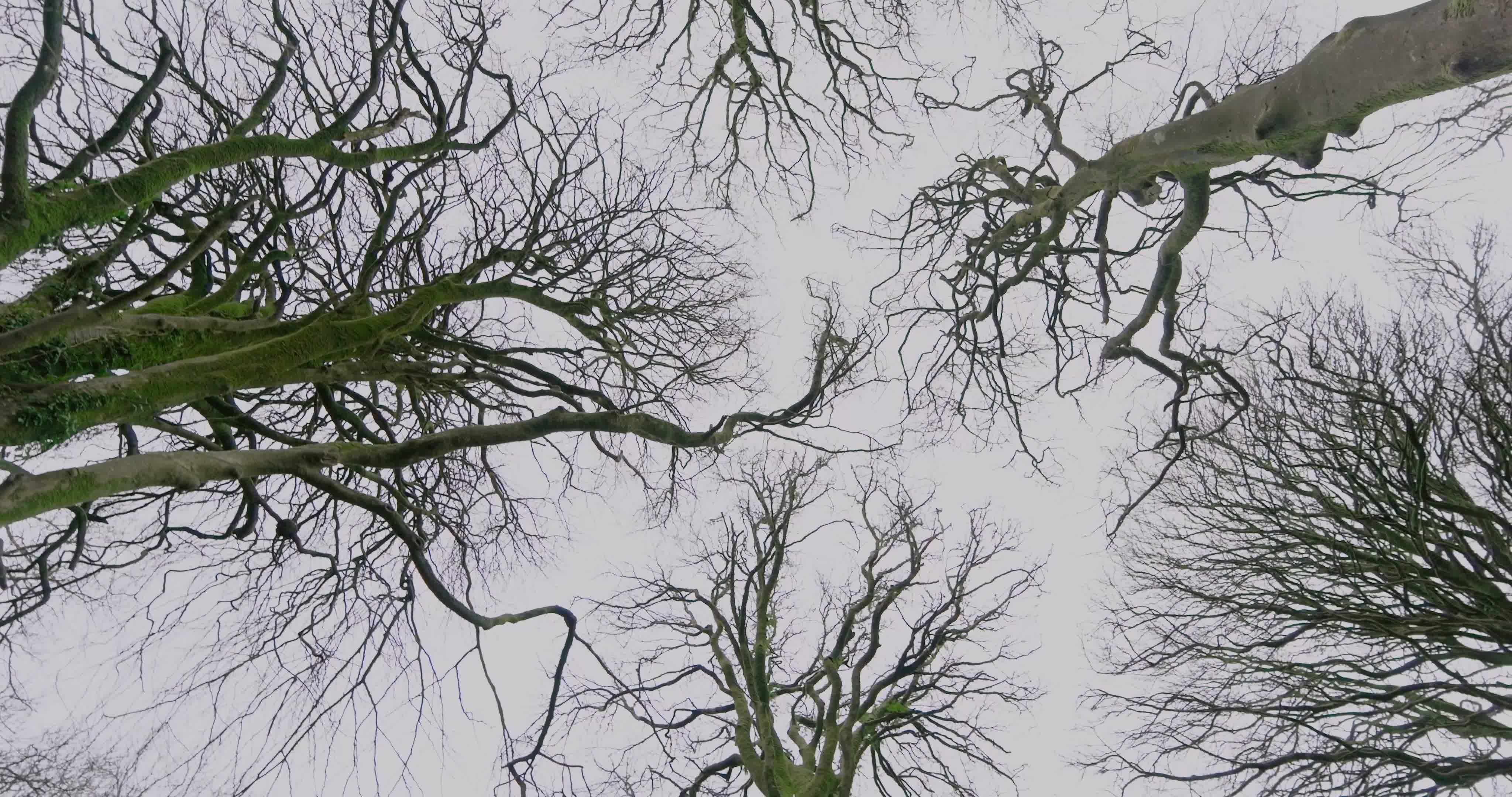 Video by Maurice Supple