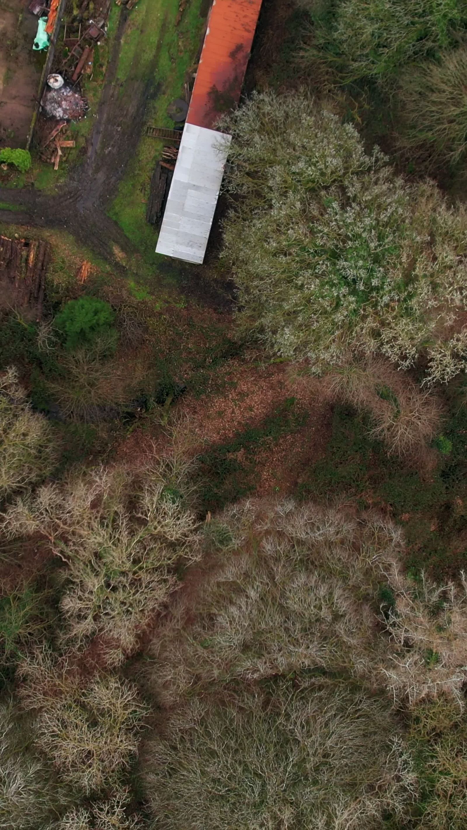 Drone Aerial View of Lush Green Forest Canopy Free Stock Video Footage ...