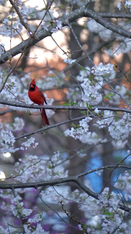 Vibrant Cardinal Among Spring Blossoms Free Stock Video Footage ...