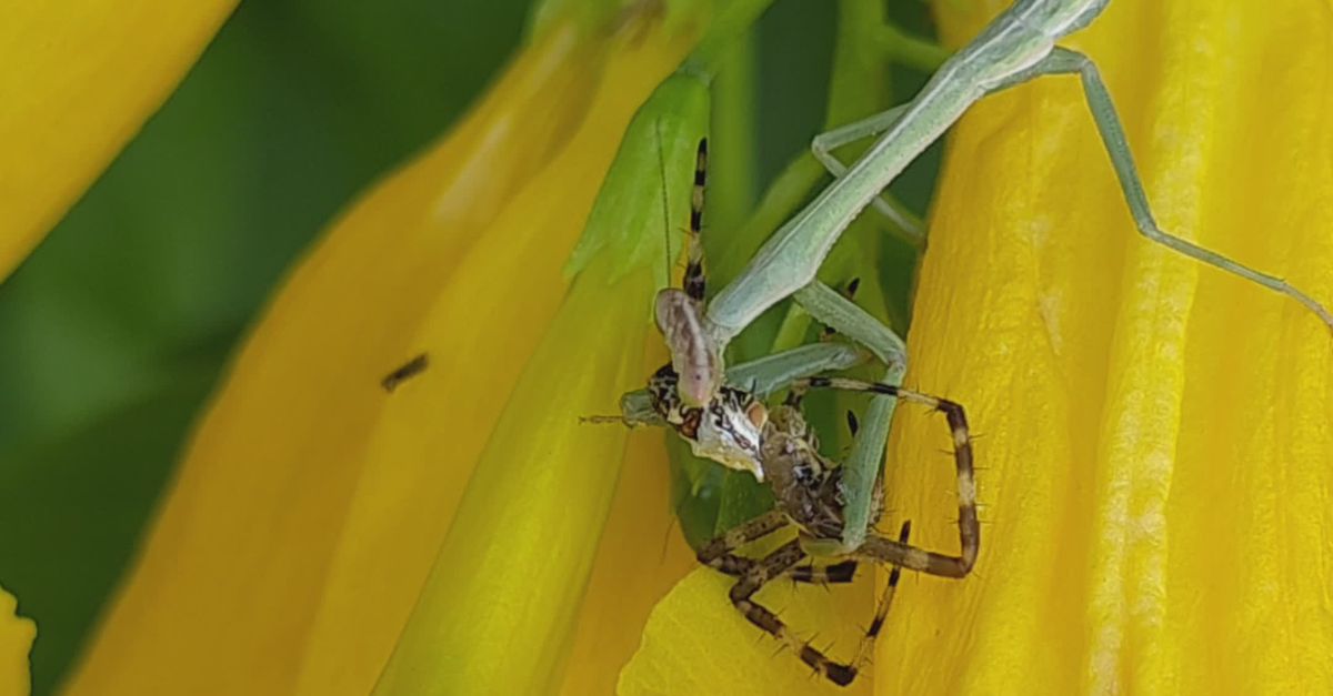Pratinhas Insecto Primer Plano De Una Mantis Depredadora Alimentándose De Un Insecto ...