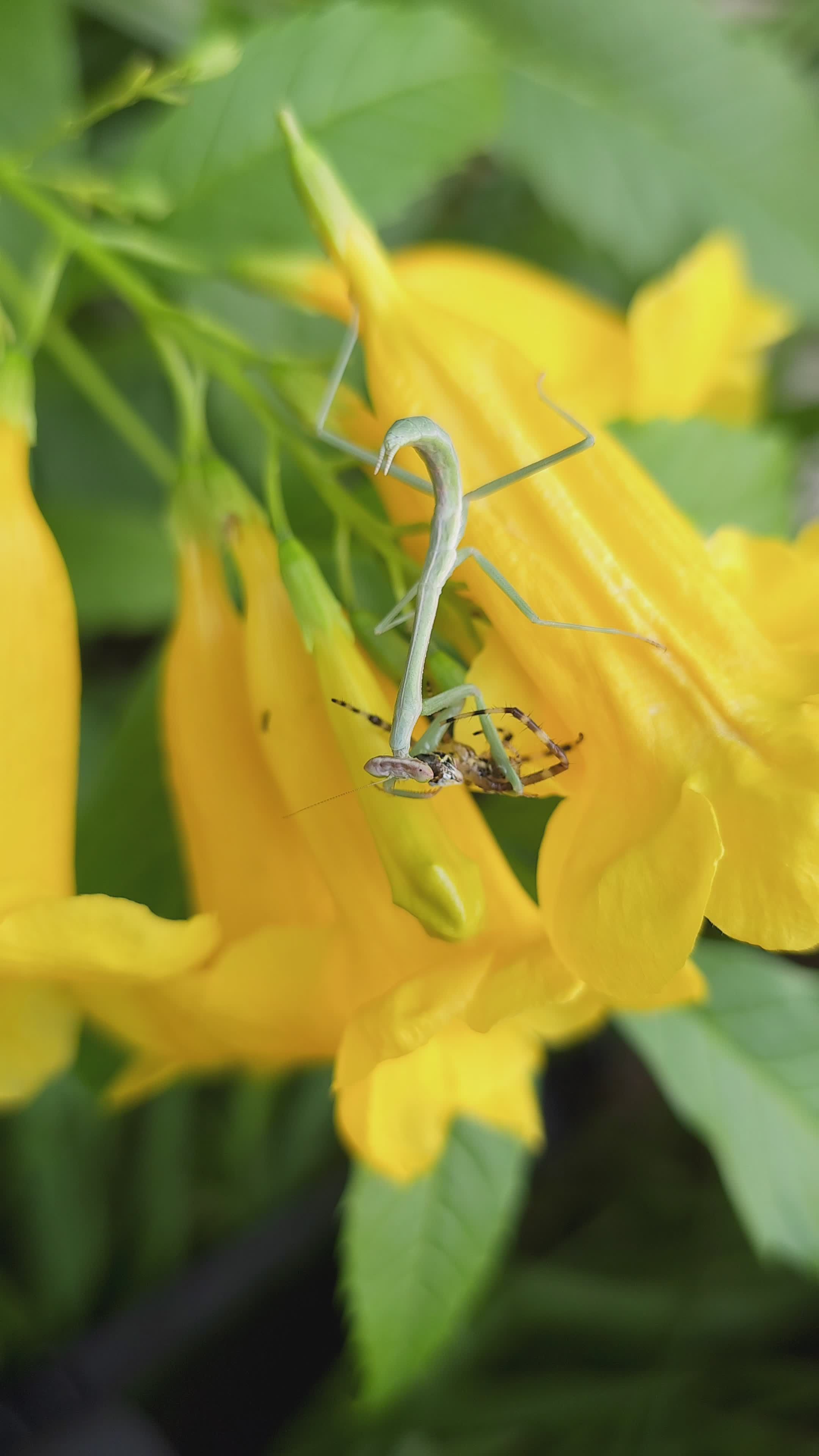 Primer Plano De Un Insecto Depredador En Flores Amarillas · Vídeo de ...