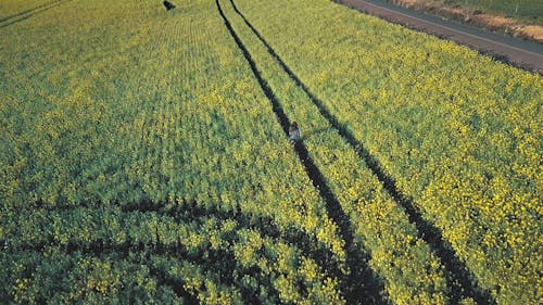Aerial Footage Of A Woman Running In A Field Of Flowers