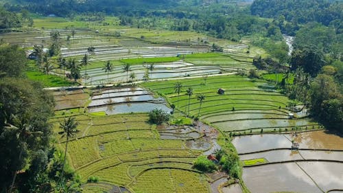 Aerial Footage Of Rice Fields