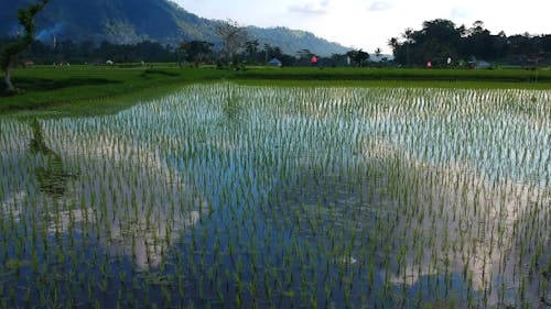 Drohnen Filmmaterial Einer Reisfeld Landwirtschaft
