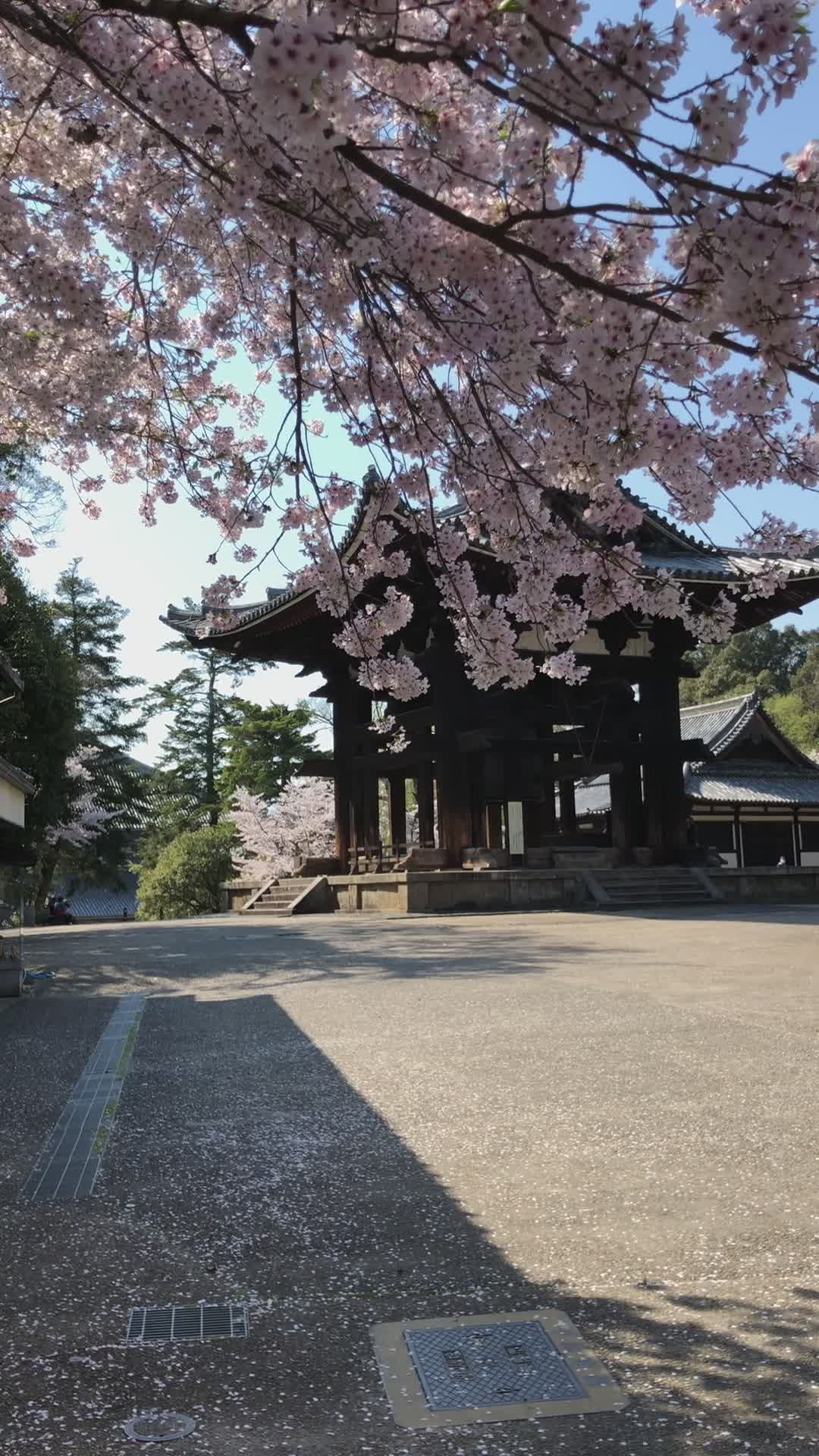週末はここへ
🎥 Anyuta Lysenko · Pexels
#日本 #旅行 #絶景 #風景 #japan