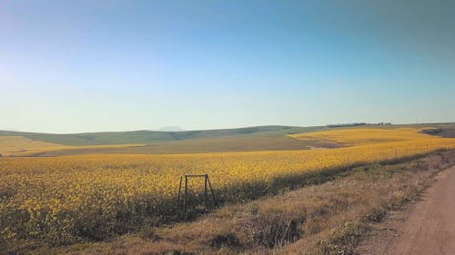 Metraggio Drone Di Un Campo Di Fiori