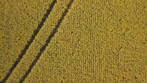 패턴과 라인의 밀밭 삽화의 무인 항공기 영상