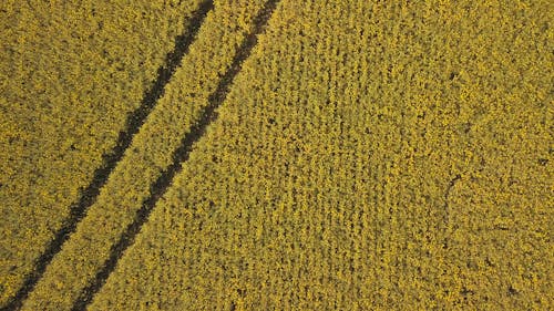 Imágenes De Drones De Obras De Arte De Campo De Trigo De Patrones Y Líneas