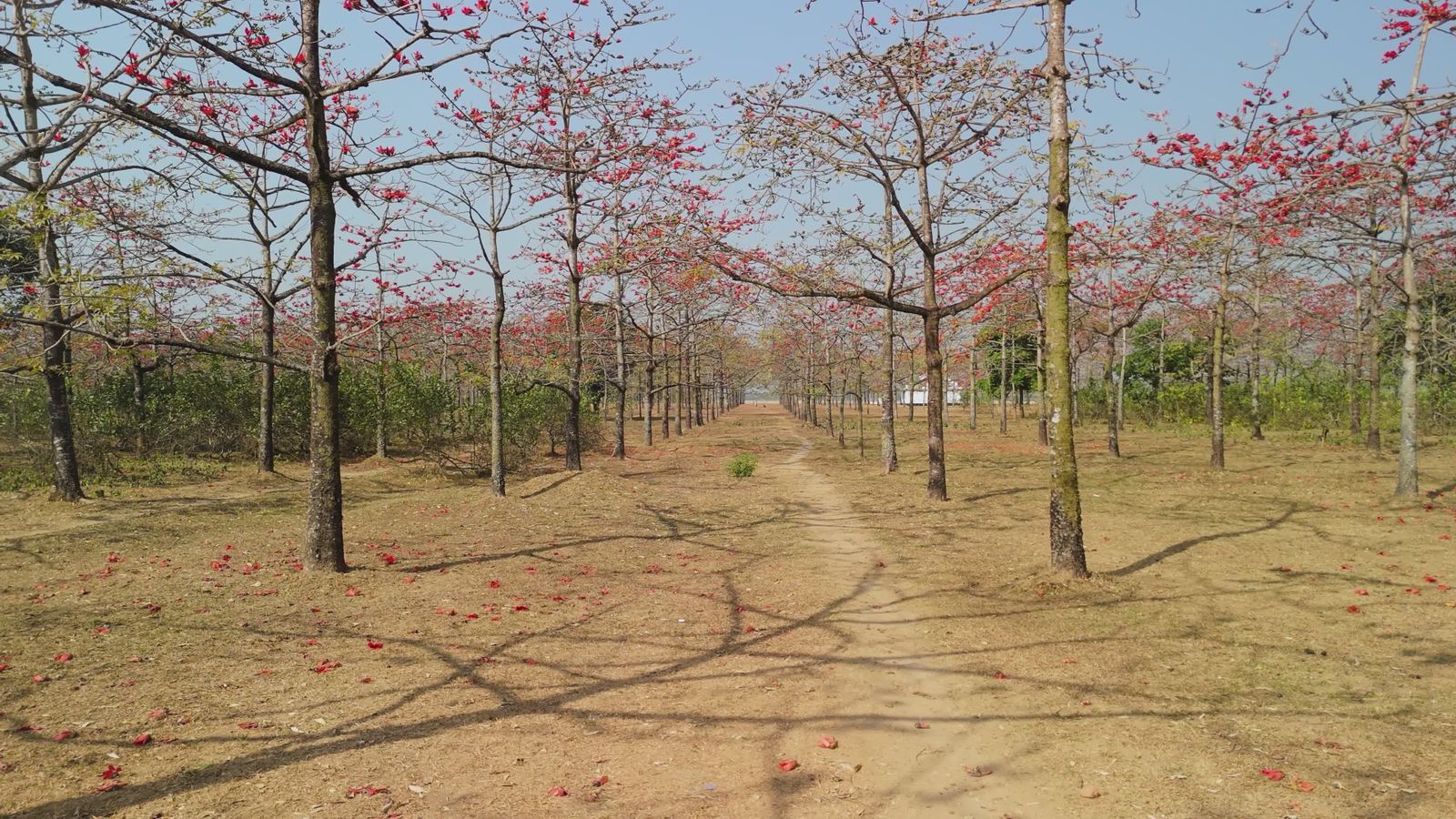 Blooming Silk Cotton Trees in Bangladesh Free Stock Video Footage ...