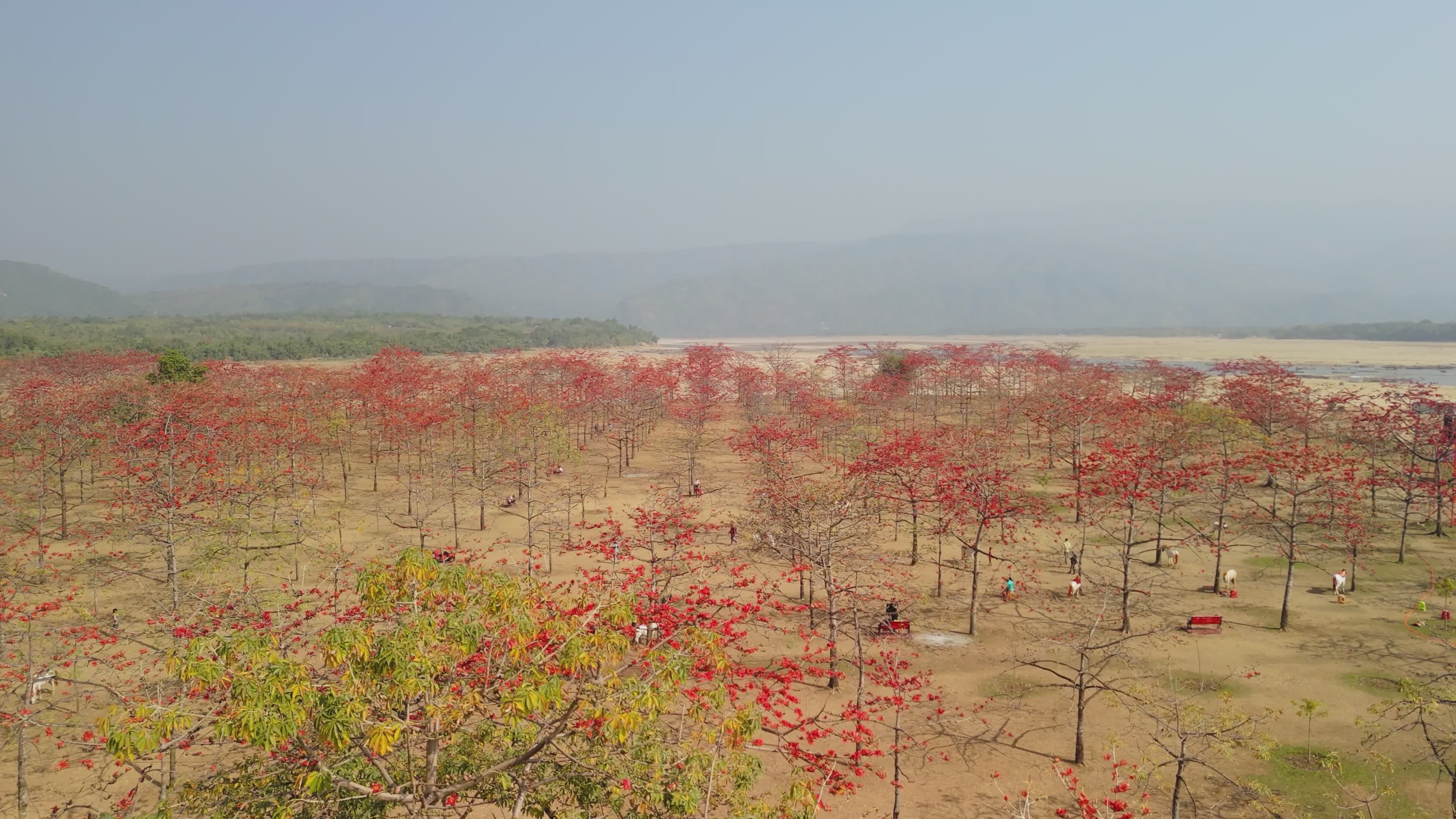 Stunning Red Silk Cotton Trees in Bloom, Sunamganj Free Stock Video ...