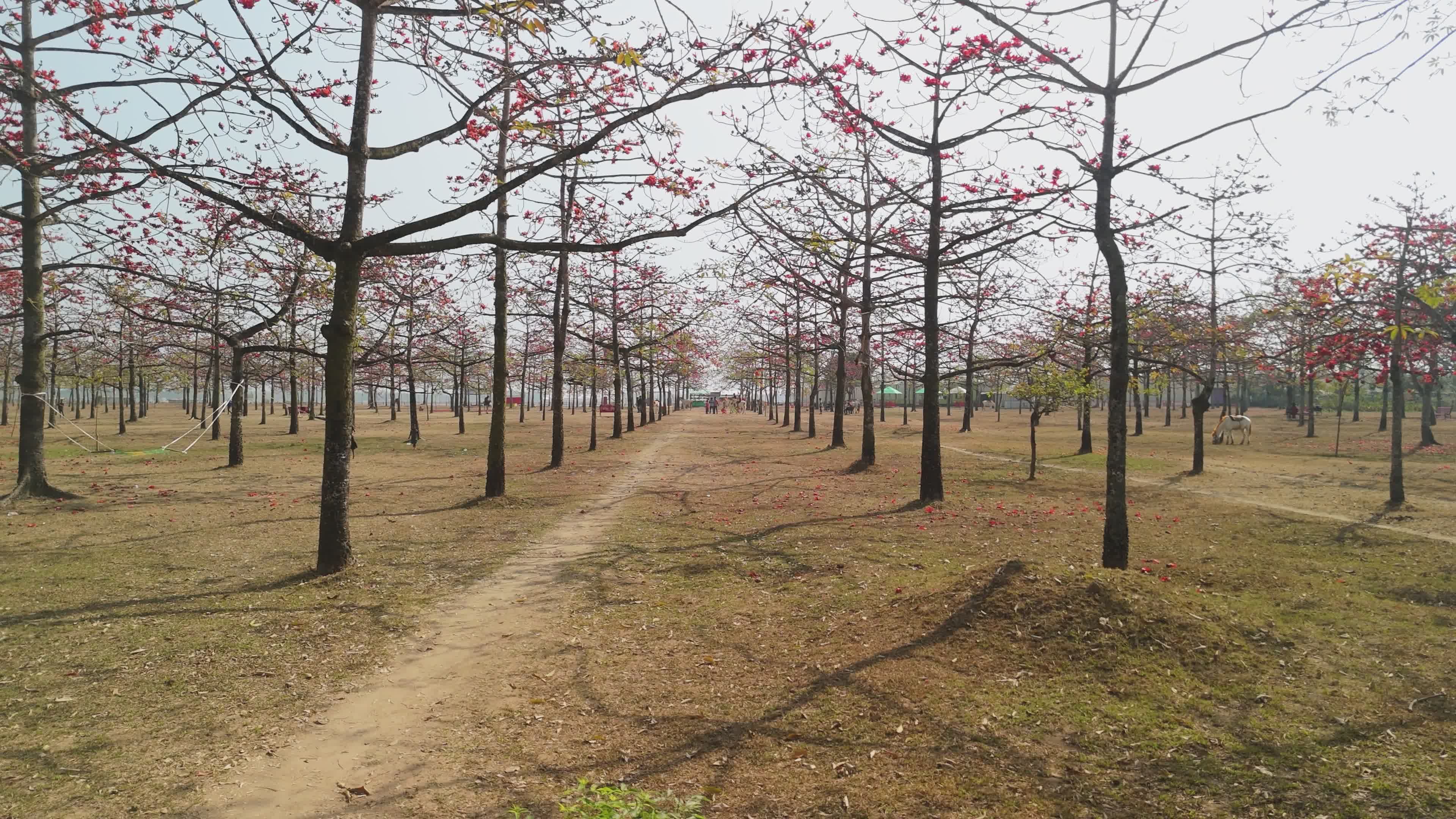Stunning Silk Cotton Trees in Shimul Bagan, Bangladesh Free Stock Video ...