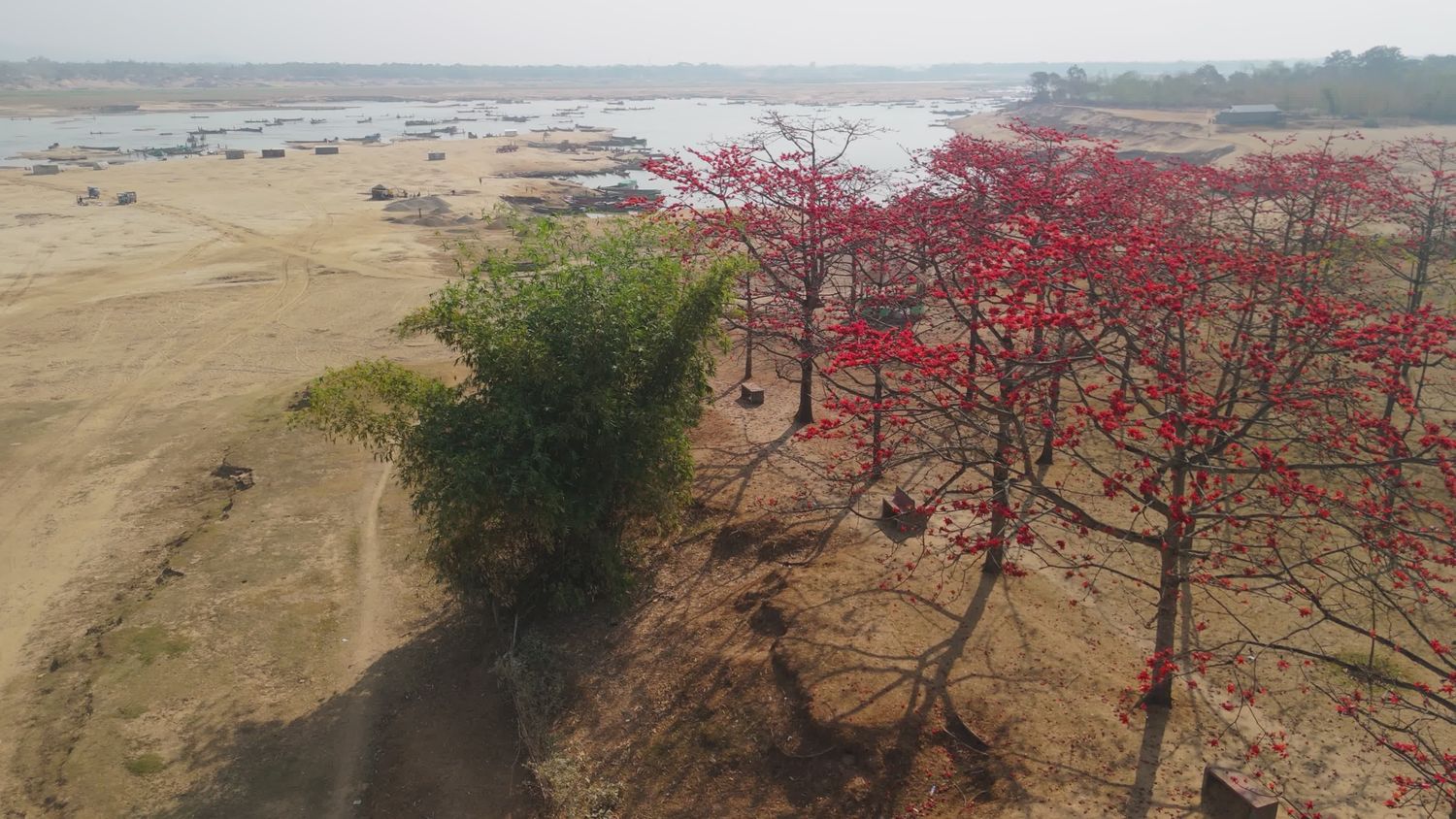 Cotton Tree Videos, Download The BEST Free 4k Stock Video Footage ...