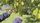 lemon tree