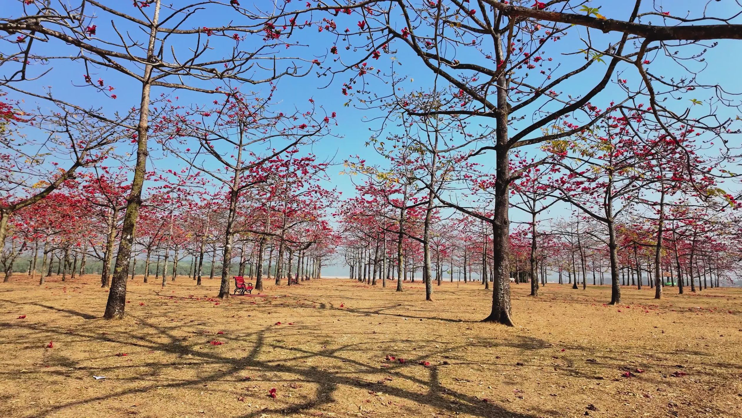 Blooming Silk Cotton Trees in Bangladesh Free Stock Video Footage ...