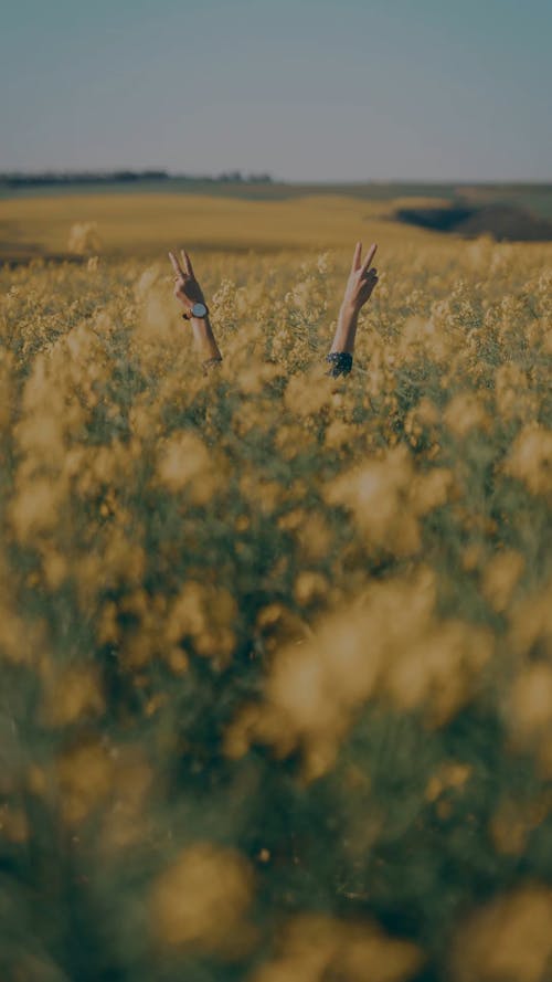 A Person Hiding In A Field Of Flowers Raised His Hand Doing The Peace Sign