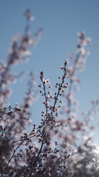 春风视频素材