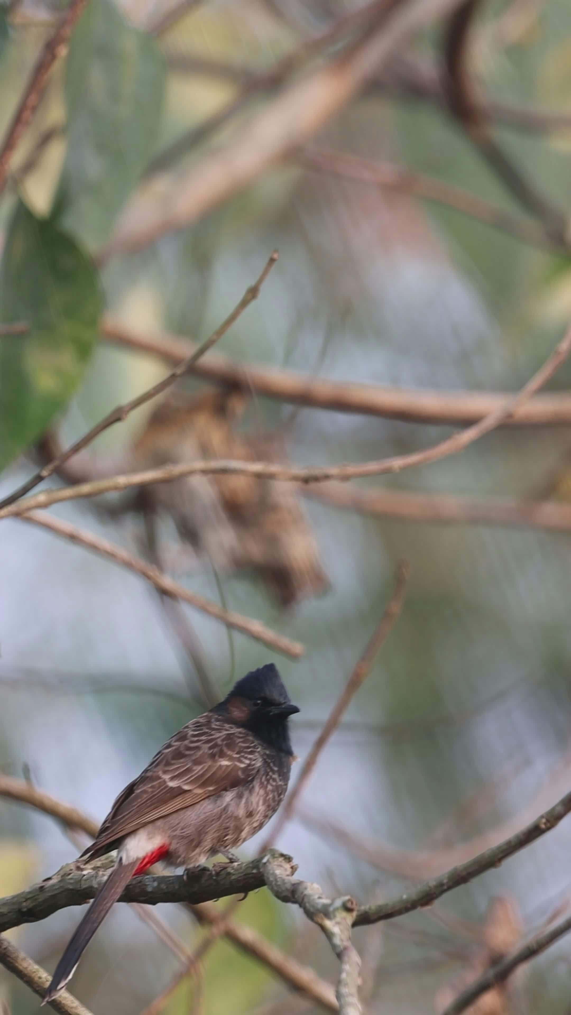 WHAT ARE THE 5 BRANCHES OF ANATOMY intelligence overview