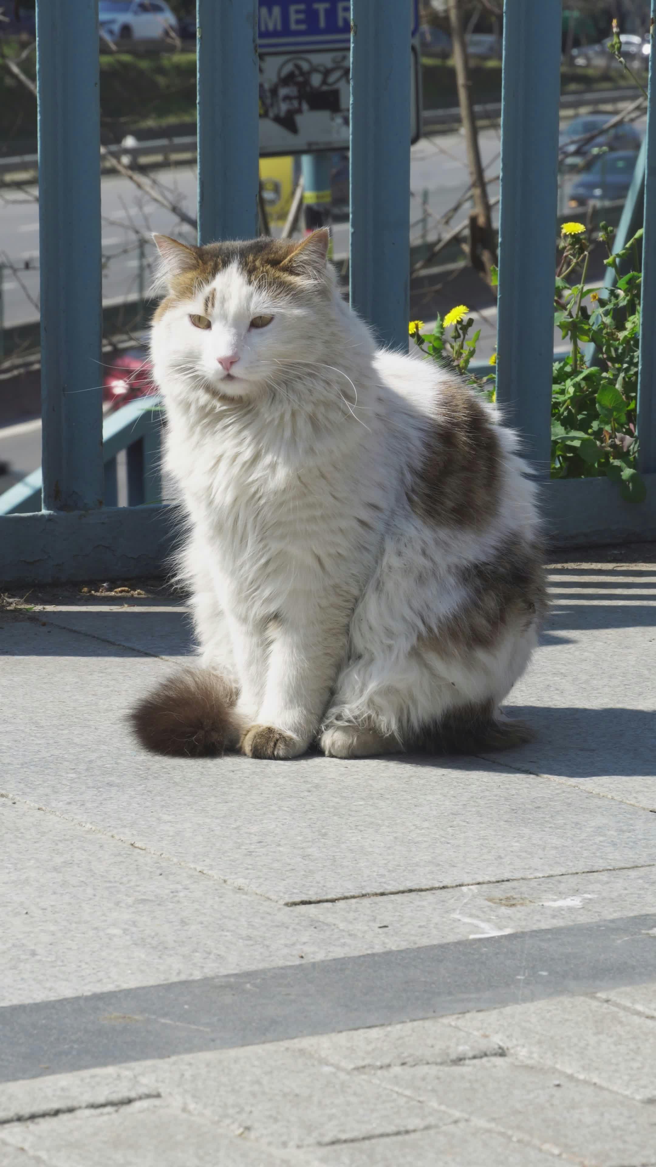 Video by Barış  Şeref