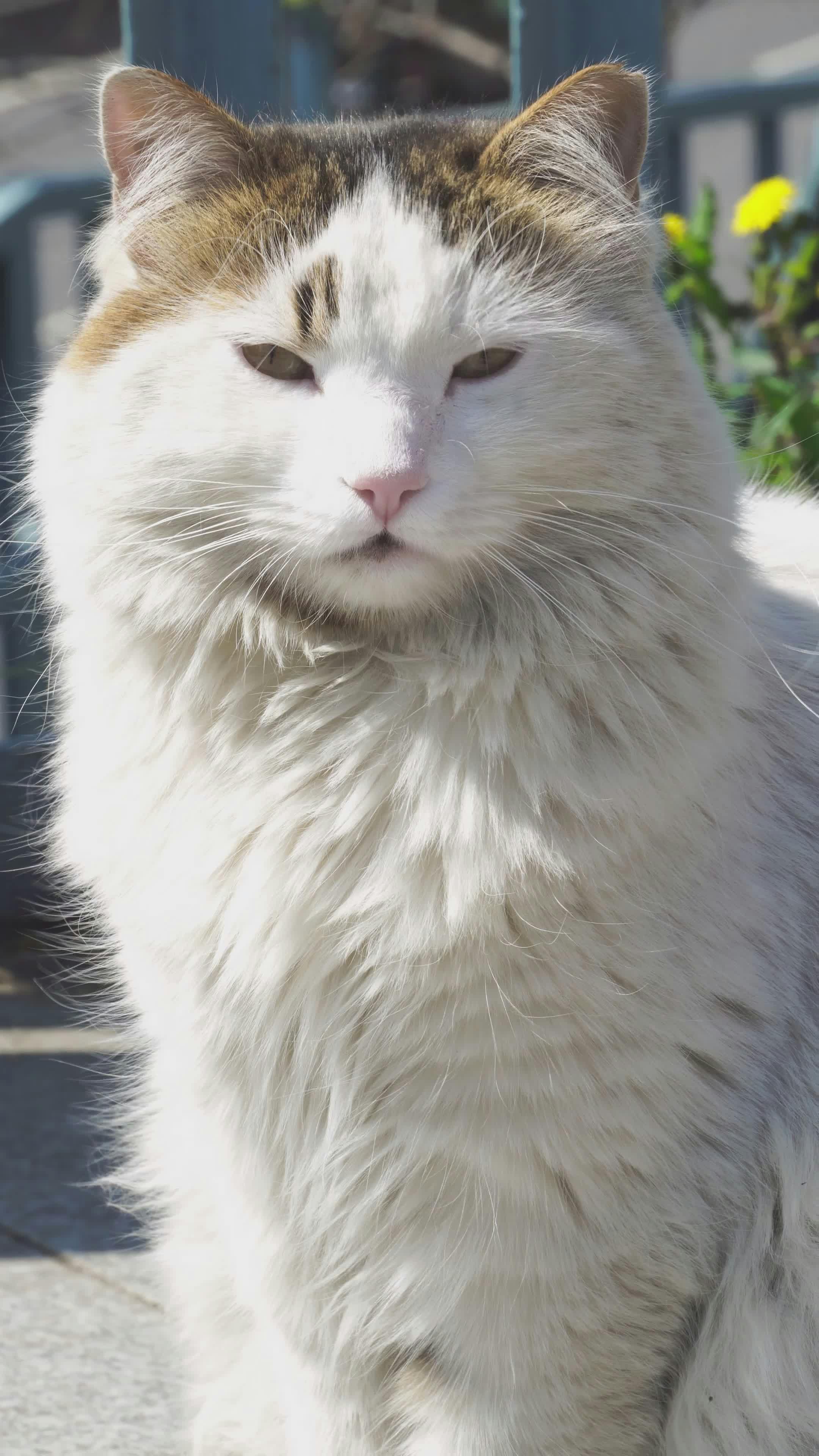 Video by Barış  Şeref