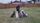 dog behavior