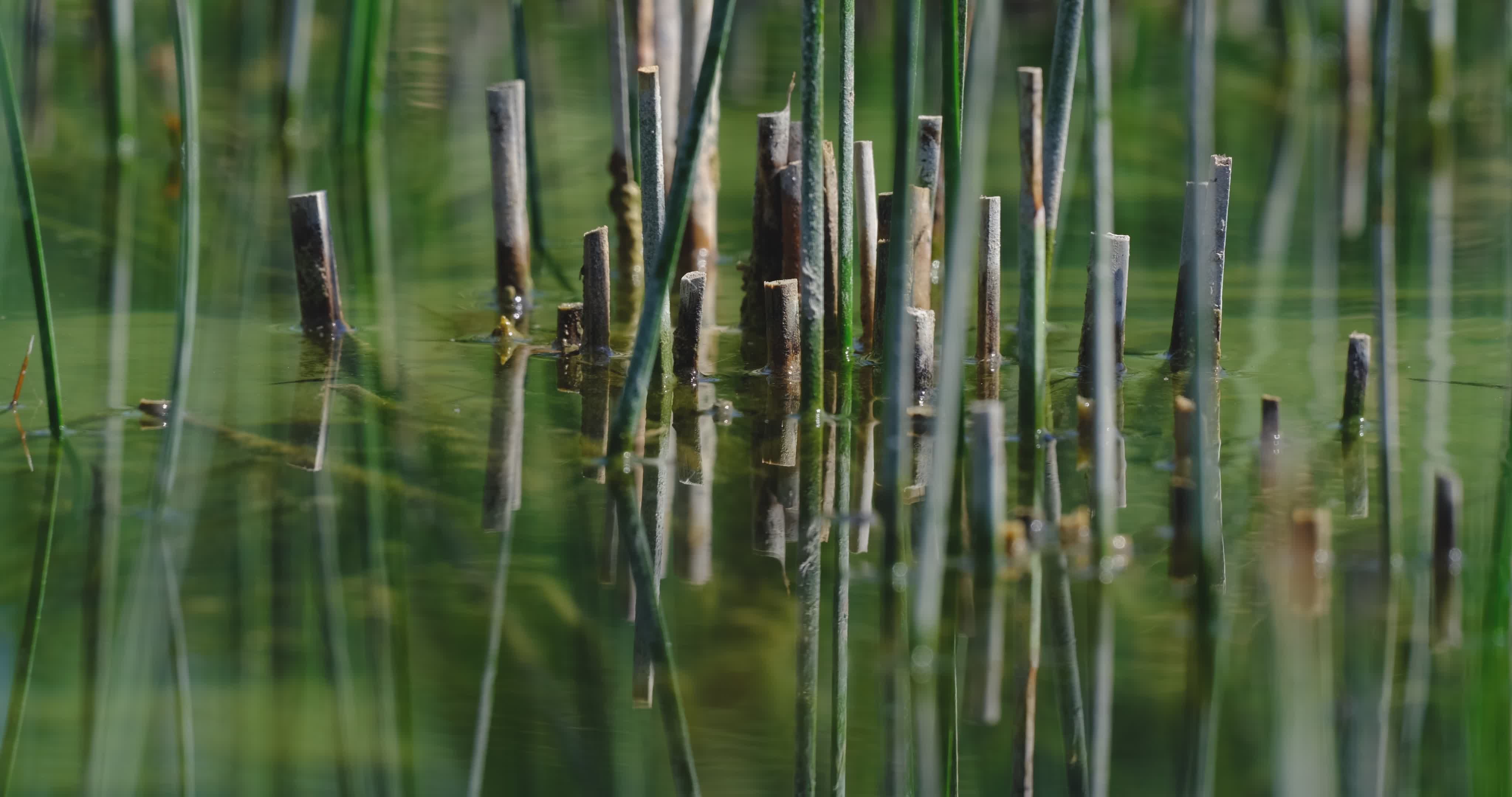 Serene Wetland Reeds with Reflection Free Stock Video Footage, Royalty ...