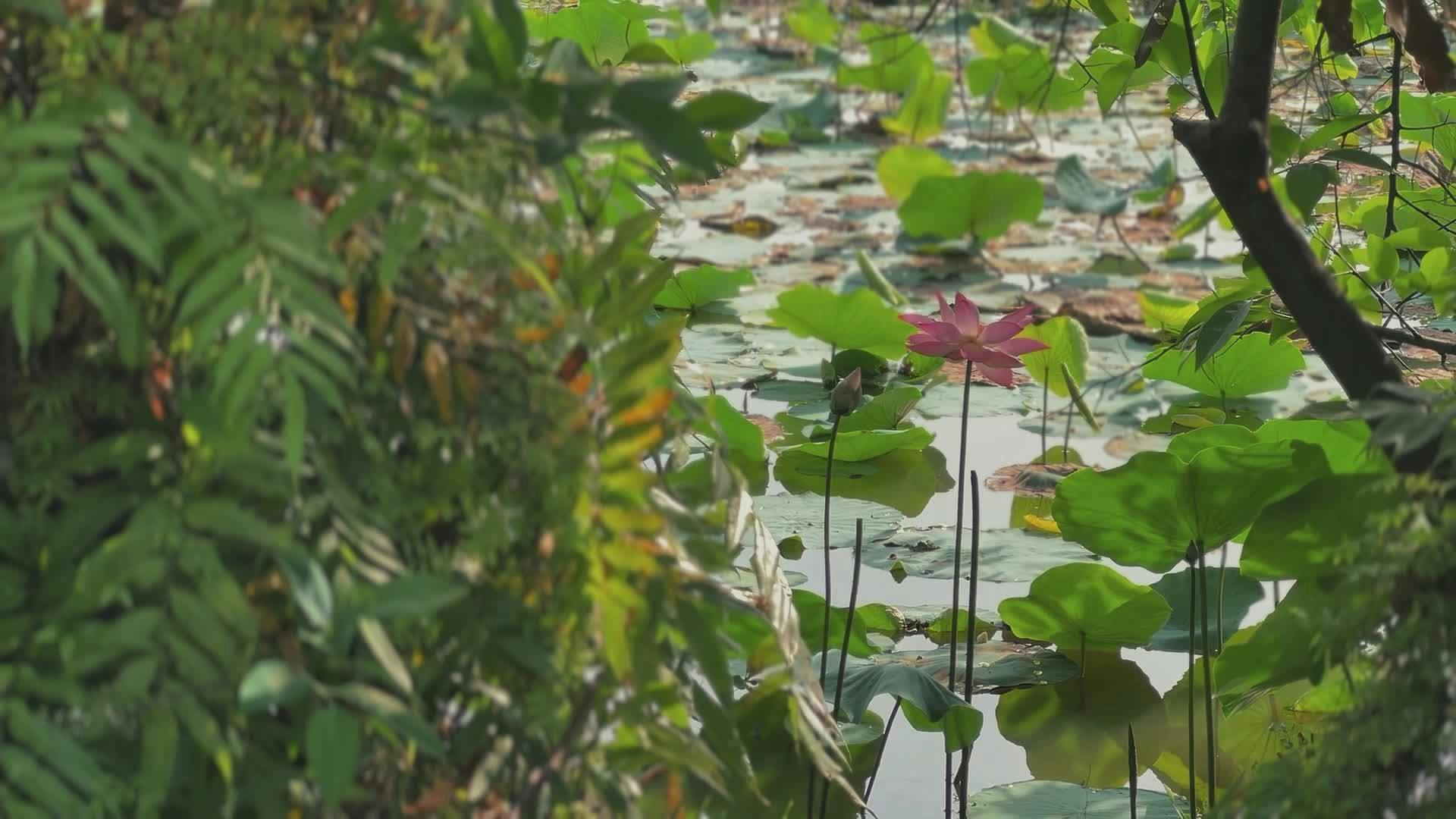 Video by Phật Pháp Vi Diệu