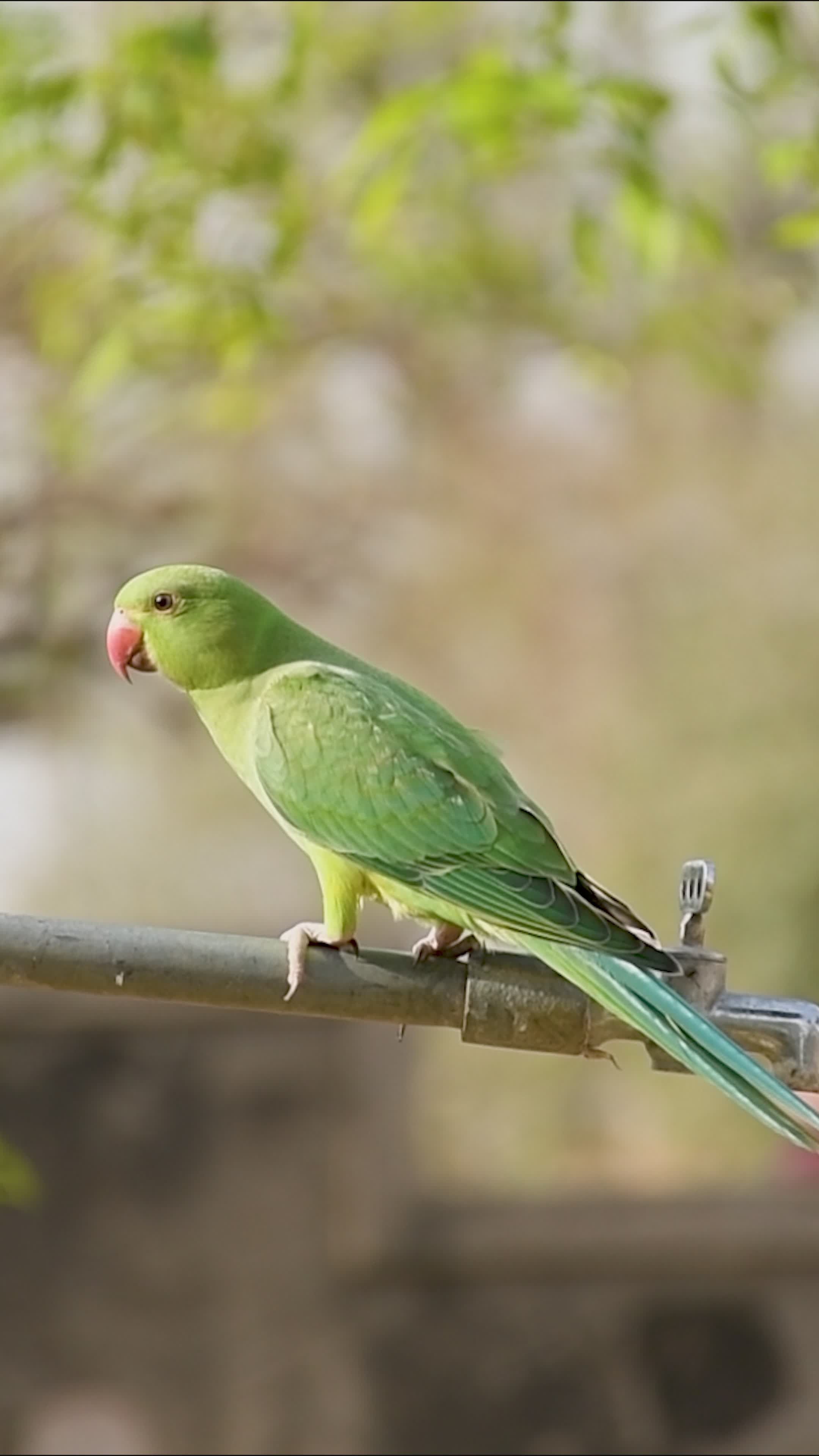 Vibrant Parakeet Perched Outdoors Free Stock Video Footage, Royalty ...
