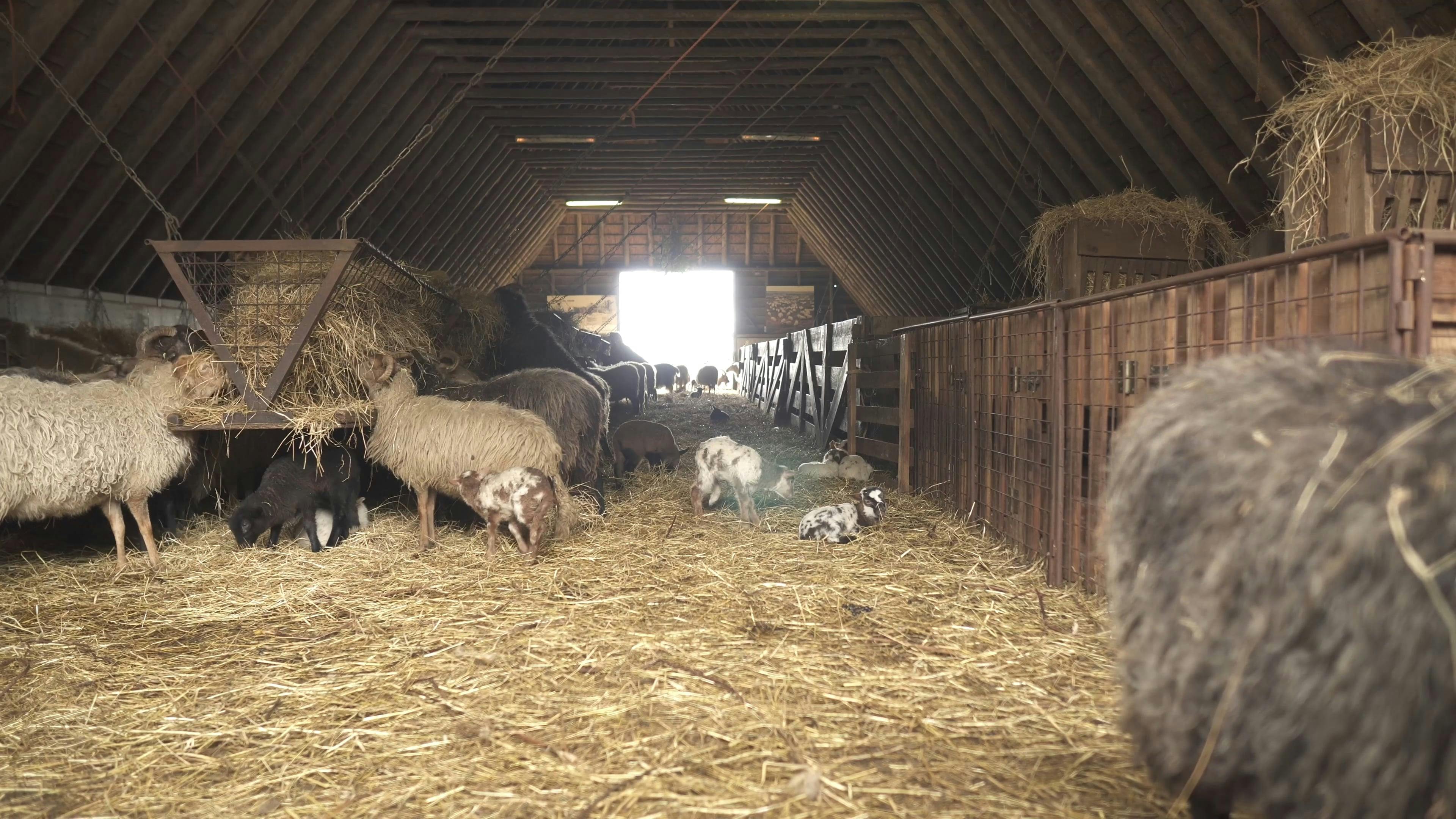 Video of Livestock Animals Inside a Barn · Free Stock Video