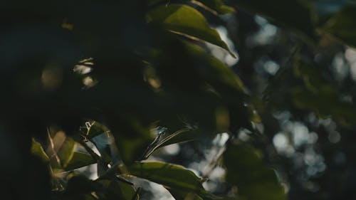 Leaves Providing Shade From The Rays Of The Sun 