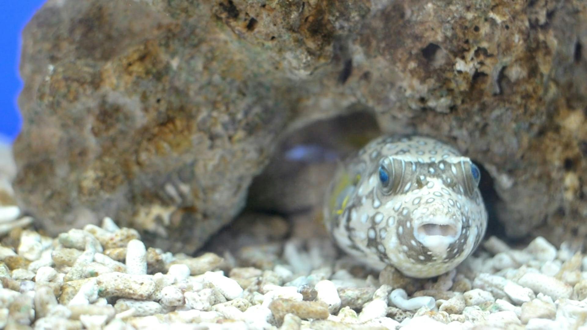 Crayfish Under A Rock · Free Stock Video