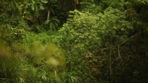 Close-up Of A Tree Leaves Variety Among The Many In A Tropical Forest