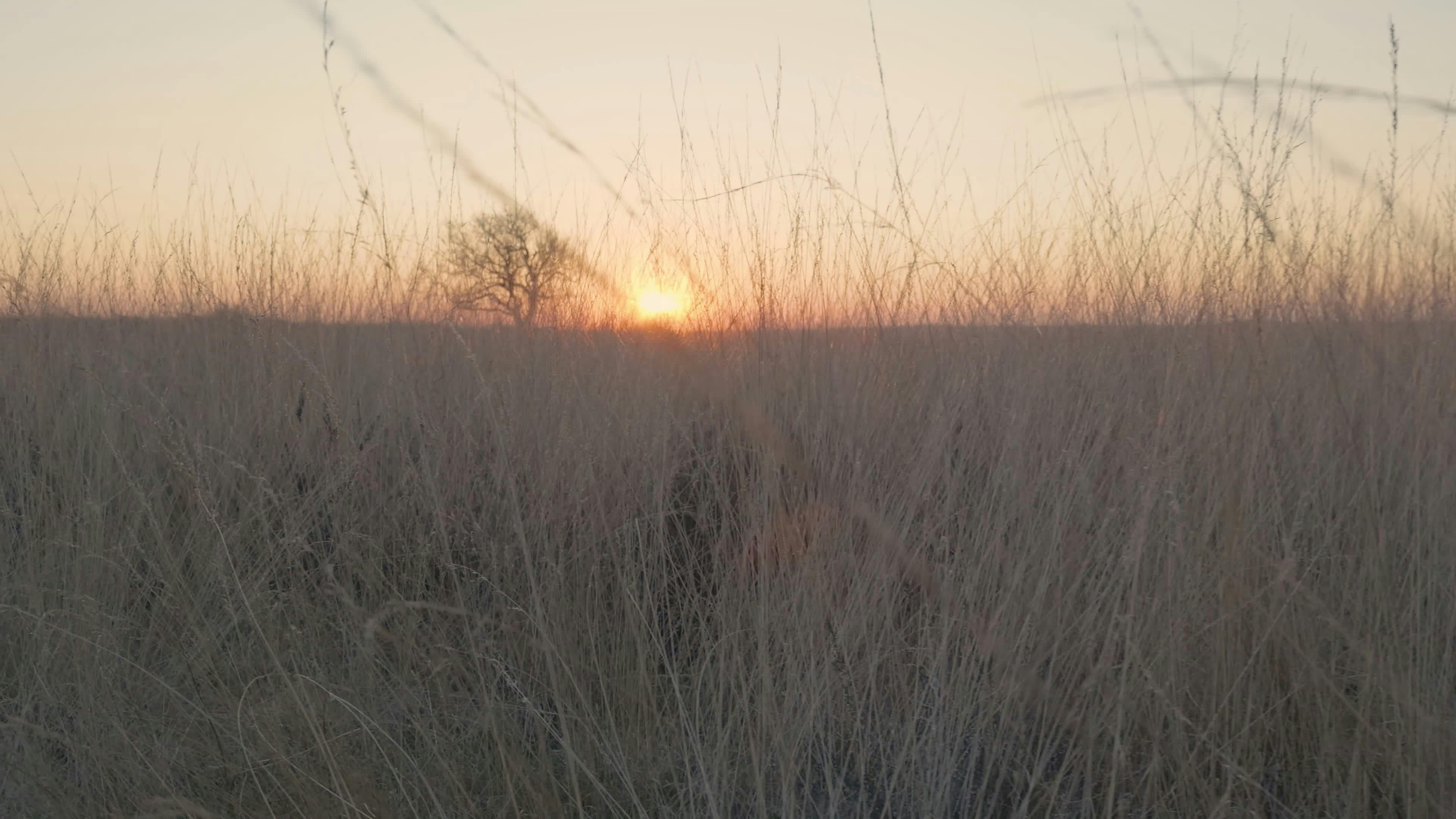 Video by Matthias Groeneveld