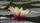 water lily