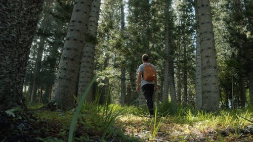 A Man Looking In Astonishment Over The Tall Trees In The Forest