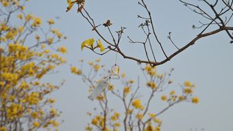 春天视频素材