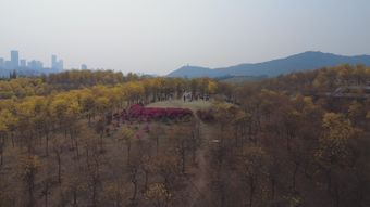 泽普县免费下载免费下载视频素材