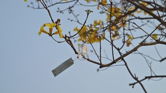 节气白露视频素材免费下载免费下载视频素材