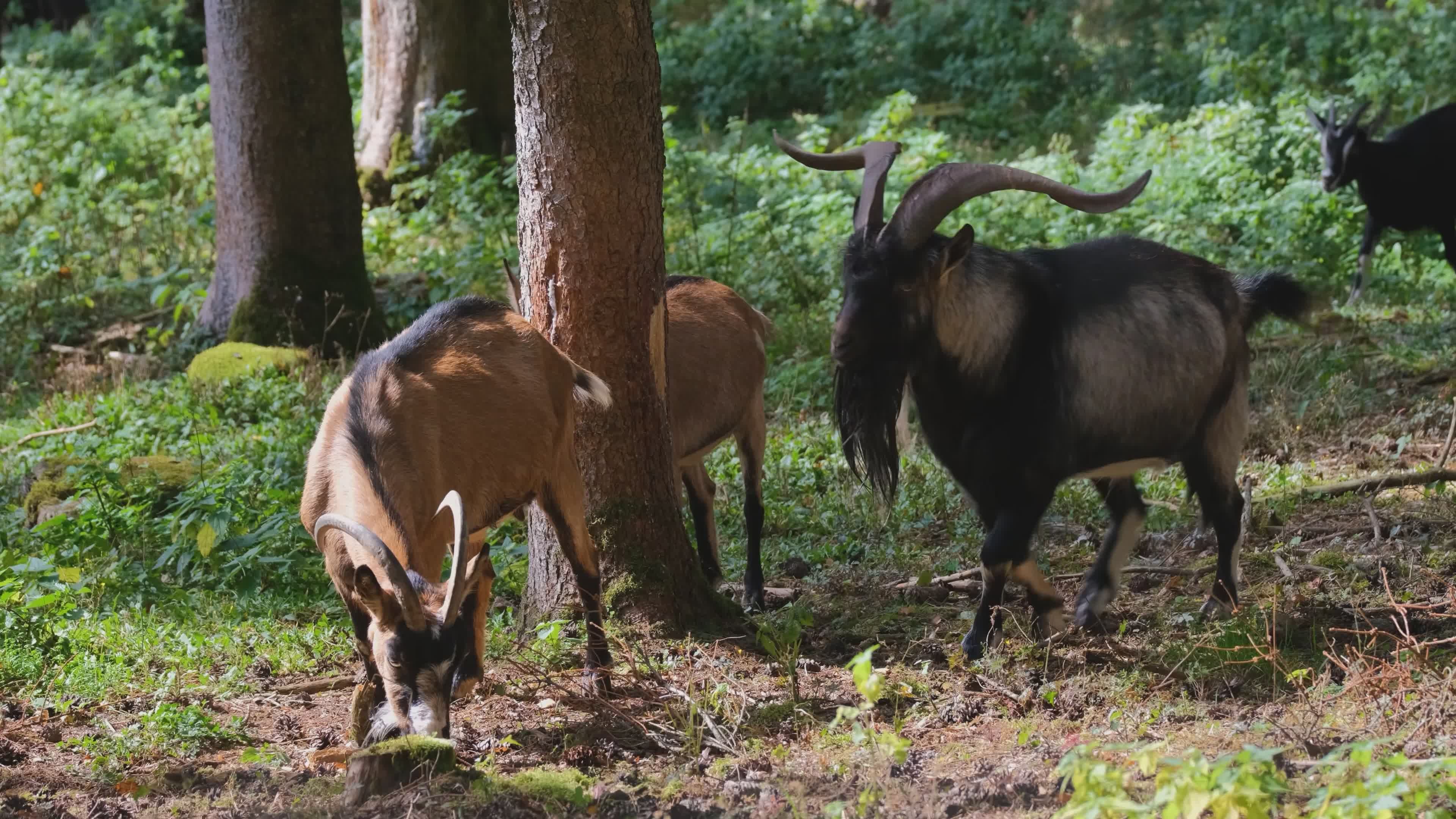 Captivating Scene of Goats in Serene Forest Free Stock Video Footage ...