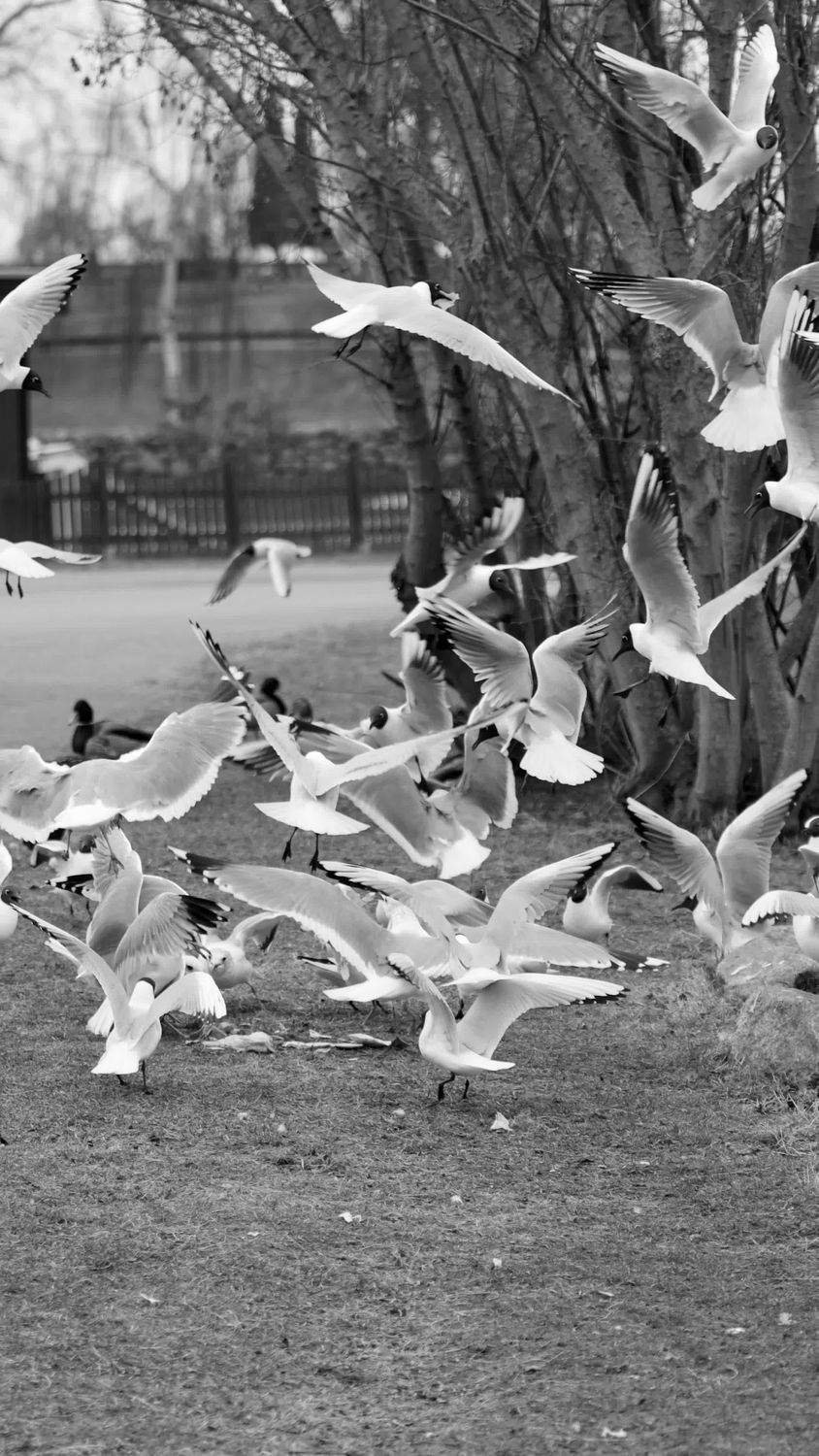 Flock of Seagulls Taking Flight in Black and White Free Stock Video ...