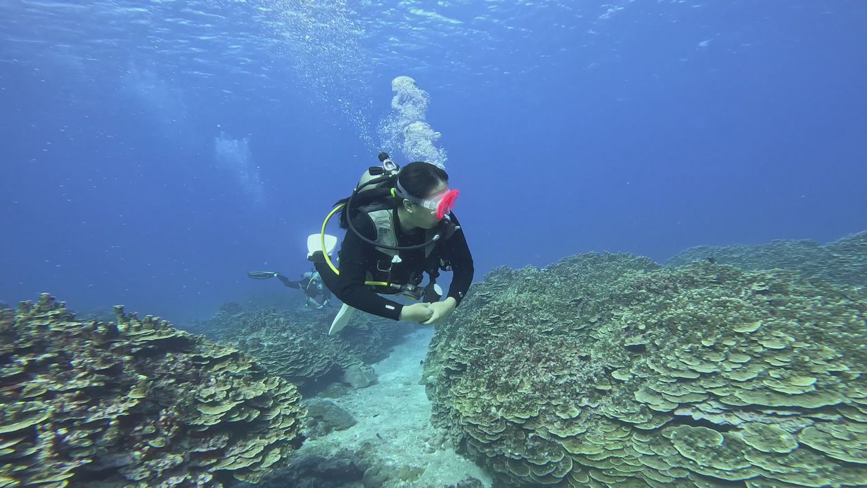 Scuba Diver Exploring Coral Reef Underwater Free Stock Video Footage ...