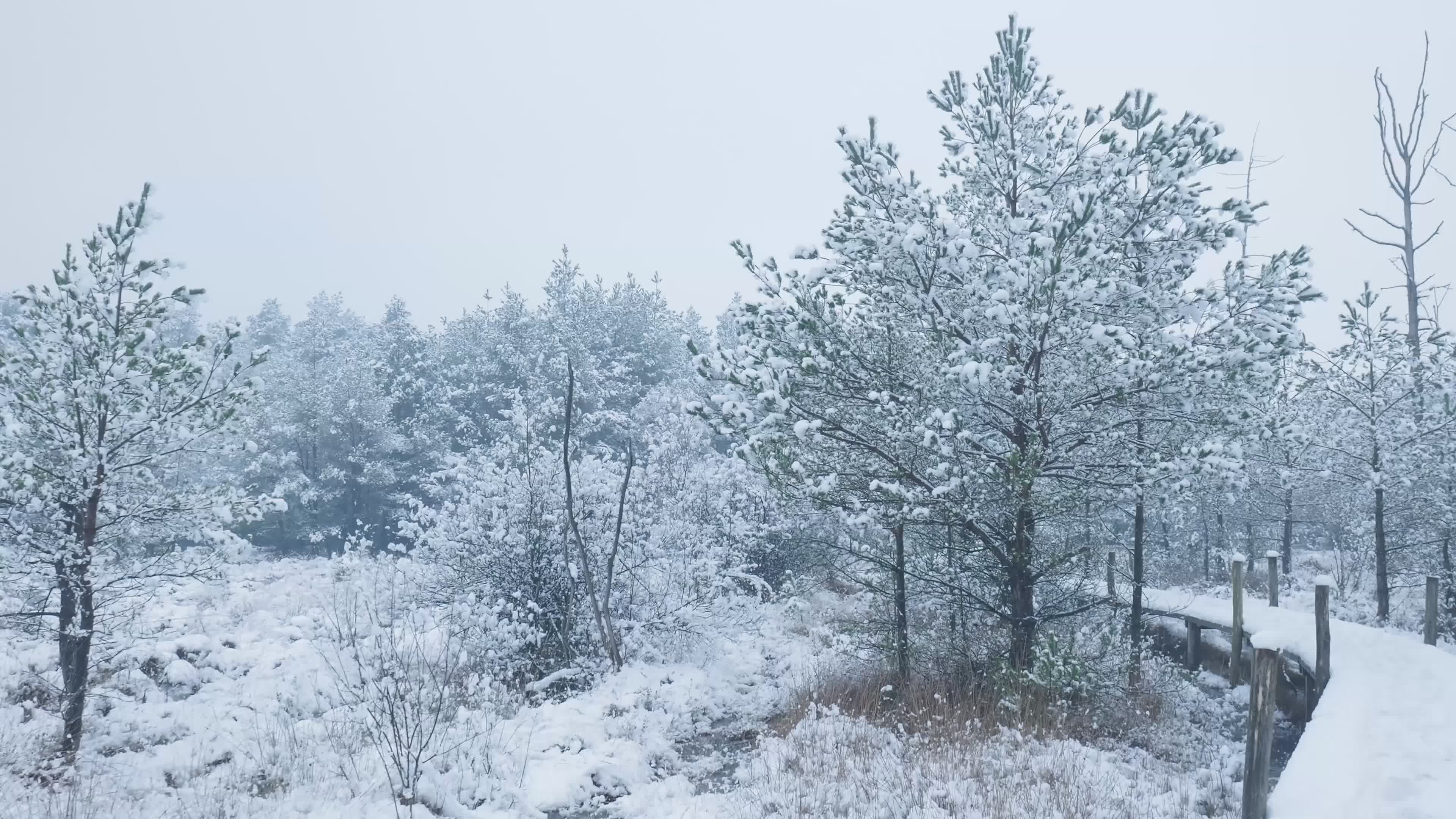 Snow-Covered Forest Path in Winter Wonderland Free Stock Video Footage ...