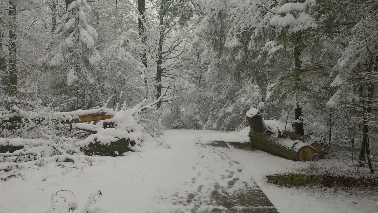 Snowy Winter Forest Pathway Scene Free Stock Video Footage, Royalty ...